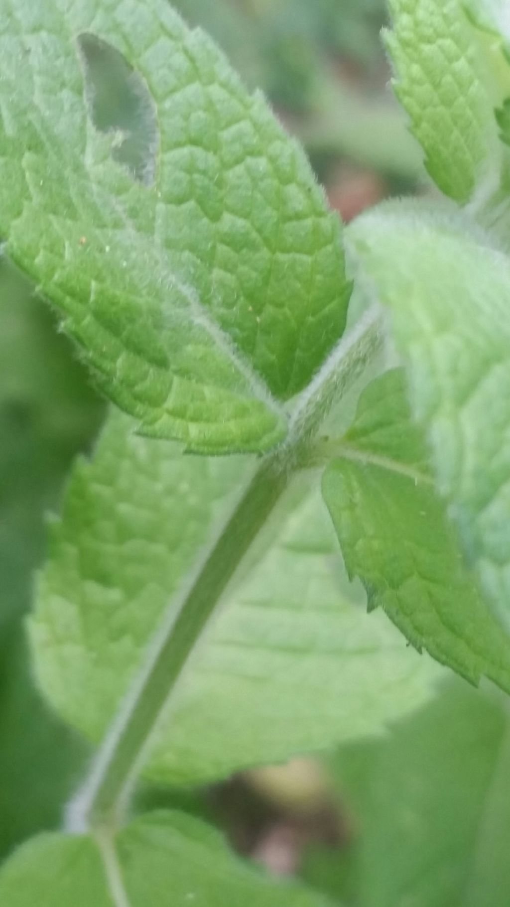 Menta silvestri?